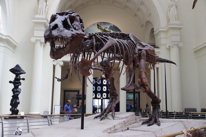 Sue the T-Rex from Fields Museum
